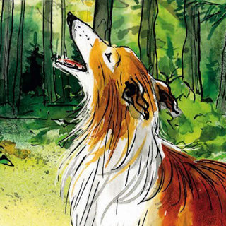 Lassie und der kleine Wolf